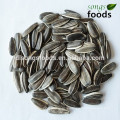 Agriculture business partner of the sunflower seeds